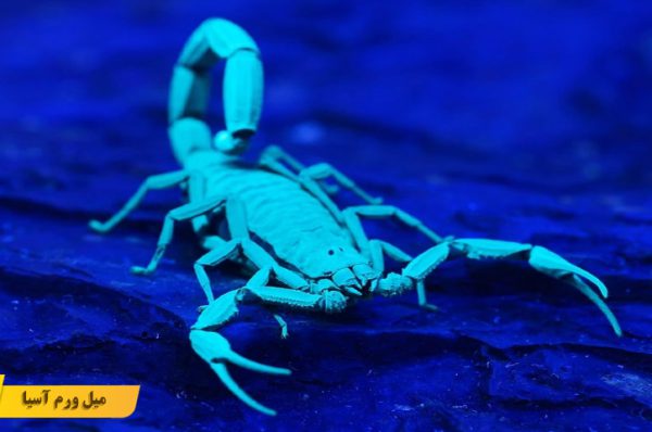 کرم میل ورم غذای عقرب