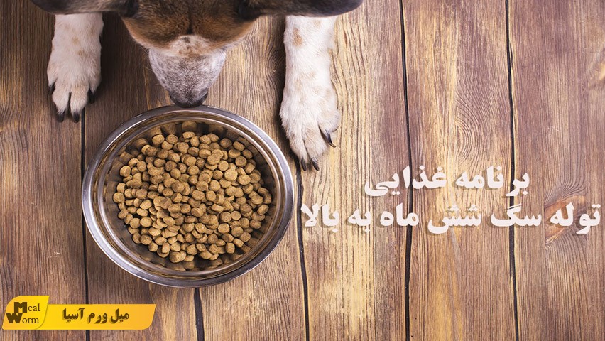 برنامه غذایی توله سگ 6 ماه به بالا