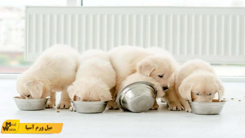 میل ورم غذای توله سگ