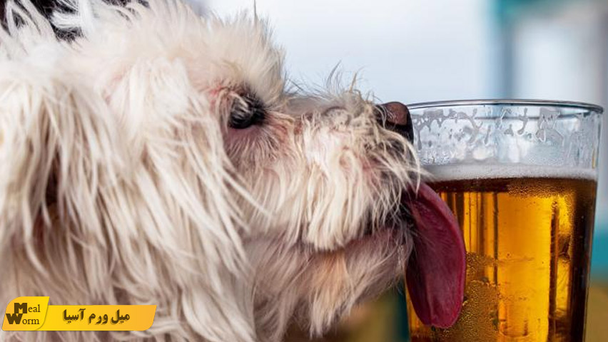 الکل غذای ممنوعه سگ