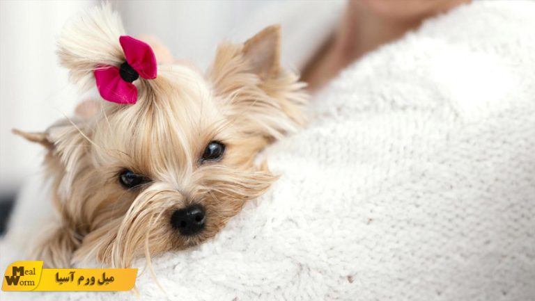 تغذیه سگ در دوران پریود