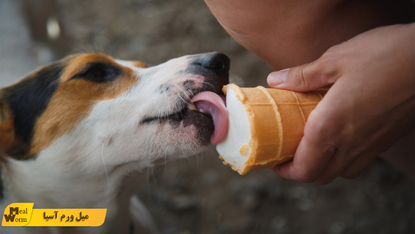 بستنی خوردن سگ