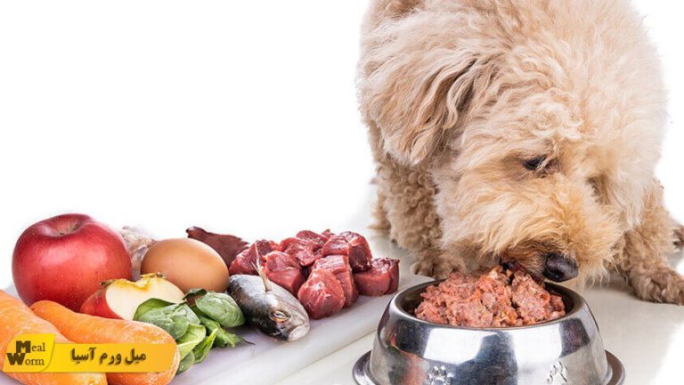 غذای سالم برای سگ