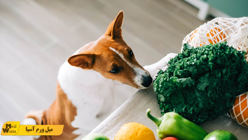 سبزیجات برای سگ