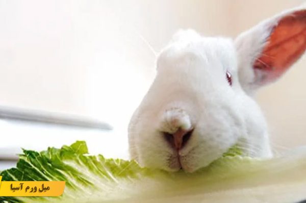 غذای خرگوش چه ویژگی هایی دارد؟