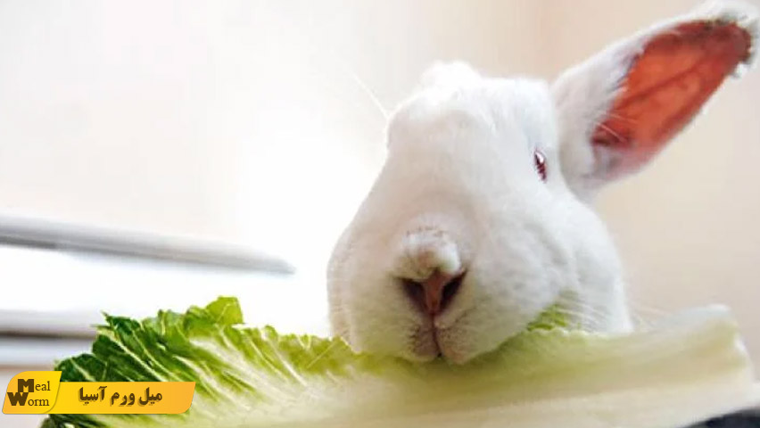 غذای خرگوش چه ویژگی هایی دارد؟