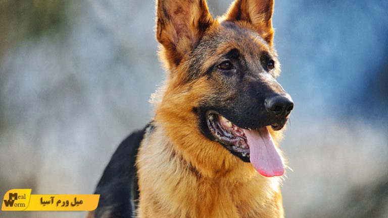 سگ ژرمن شپرد