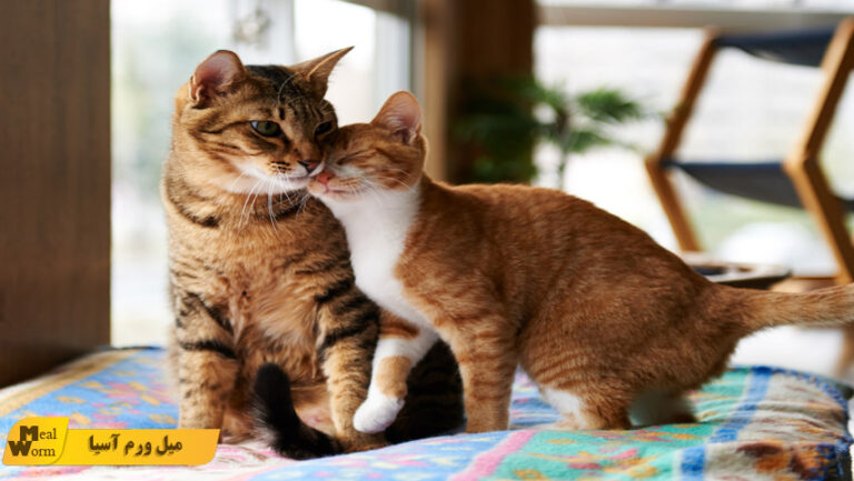 تفاوت رفتاری گربه نر و ماده