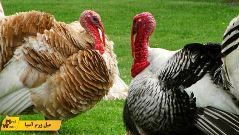 خوراک ویژه بوقلمون بومی
