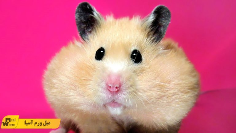 نکات مهم درباره غذای همستر