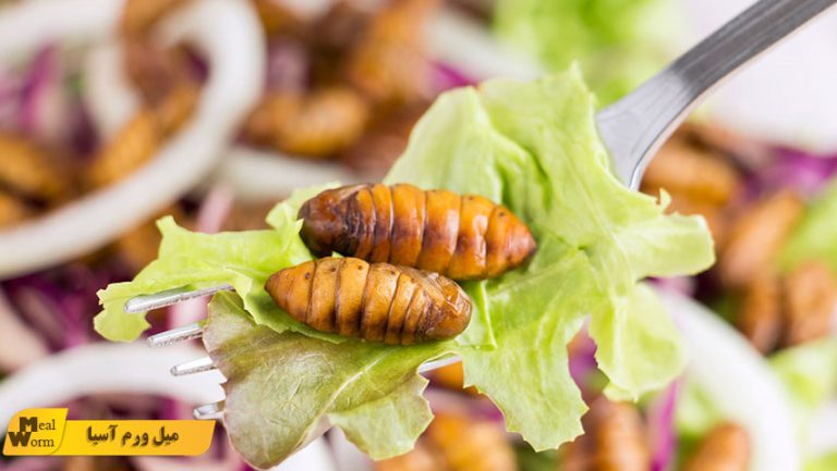 معرفی 12 حشره خوراکی در جهان
