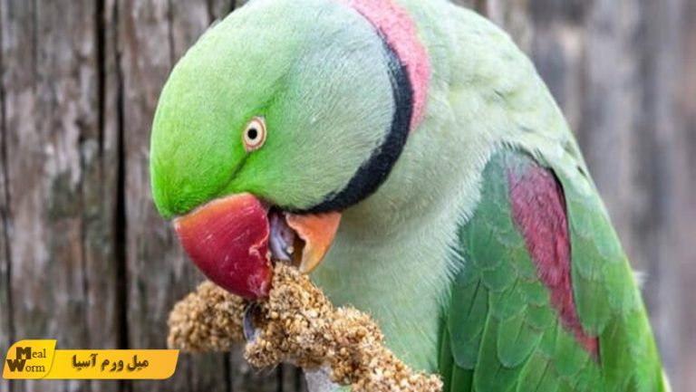 فواید ارزن در تغذیه پرنده