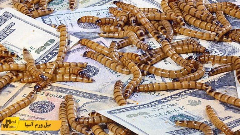 خرید تضمینی میل ورم