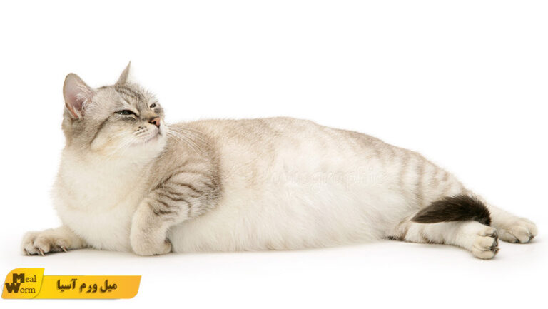 مراقبت از گربه باردار