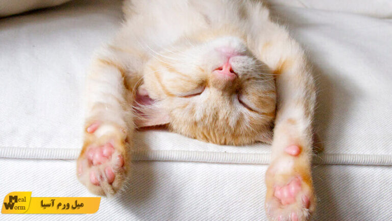 علت زیاد شدن خواب گربه