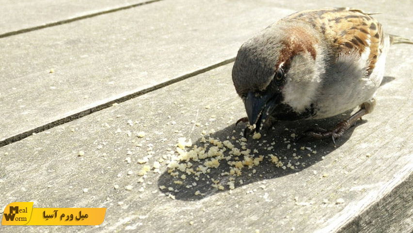 نقش آرد سوخاری مخصوص پرنده، در تغذیه پرنده‌های زینتی