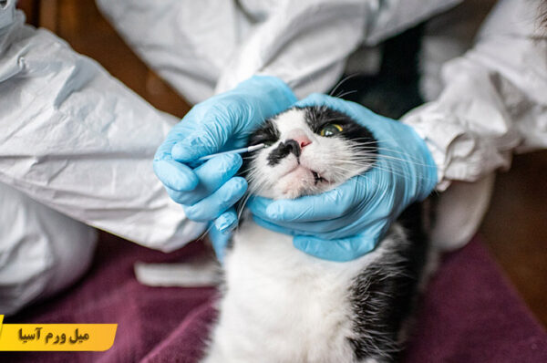 بیماری های انتقالی از گربه به انسان