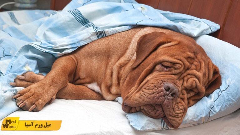 انسداد روده در سگ