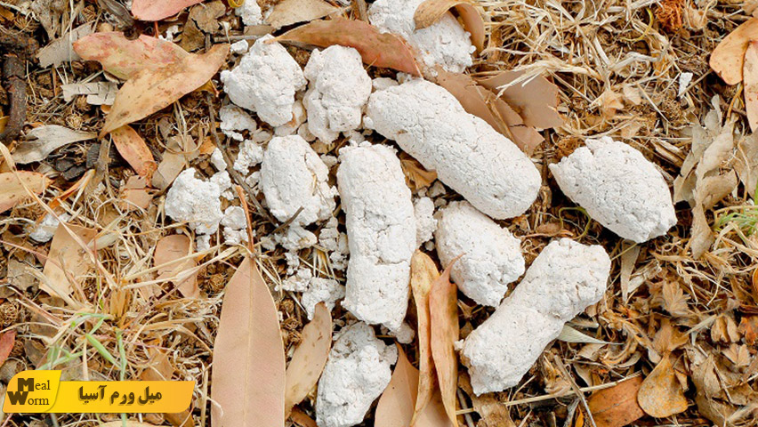 مدفوع خشک و پودری در سگ