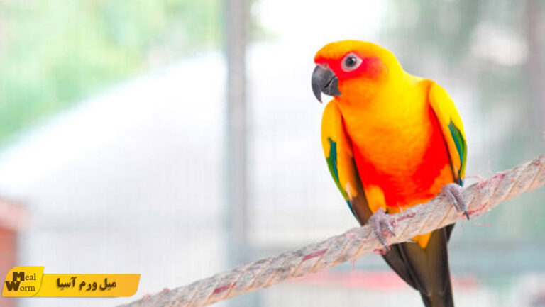 خواص میل ورم برای طوطی سانان