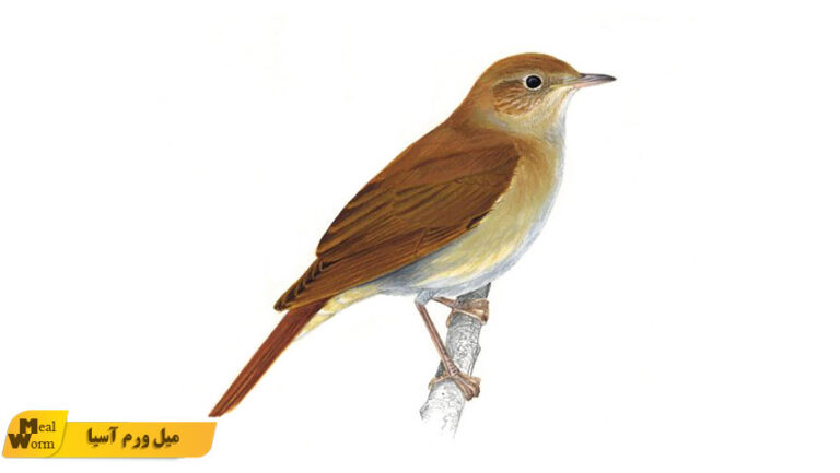 نژادهای مختلف بلبل