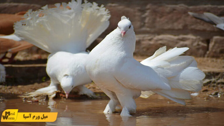 میل ورم برای کبوتر