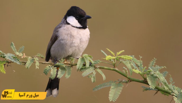 خواص میل ورم خشک برای بلبل خرما