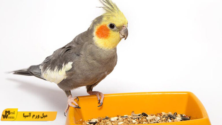 تغذیه عروس هلندی