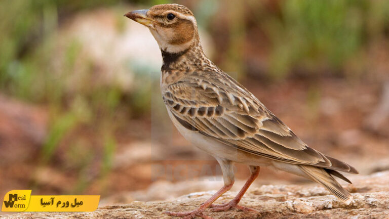 میل ورم برای طرقه