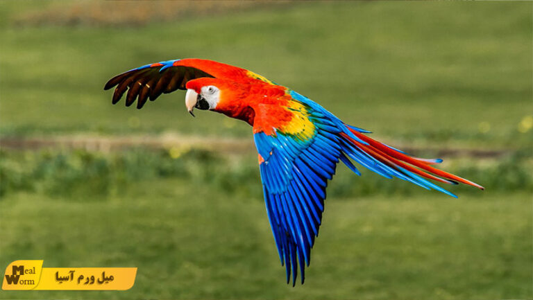 میل ورم برای طوطی راستین