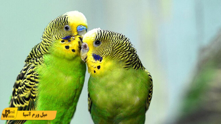میل ورم برای مرغ عشق