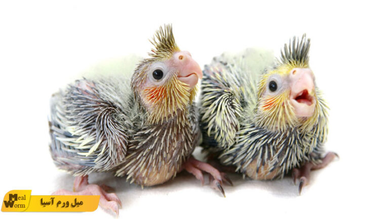 نگهداری جوجه عروس هلندی