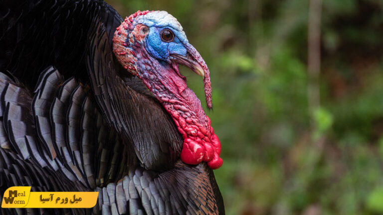 میل ورم برای بوقلمون