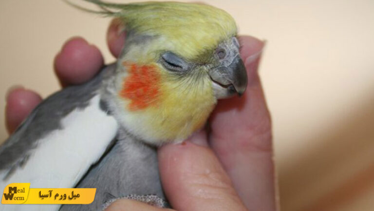 بیماری عفونت روده عروس هلندی