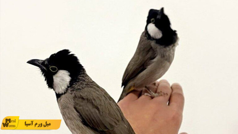 بیماری های رایج بلبل خرما