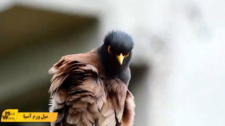 بیماری ذخیره آهن در مرغ مینا
