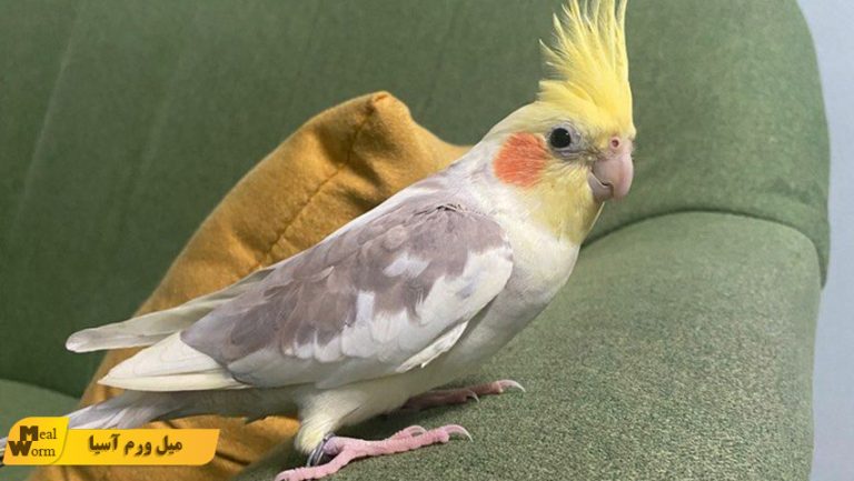 ویتامین های ضروری عروس هلندی