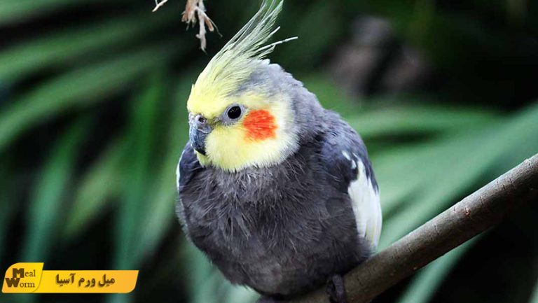 پسیتاکوز عروس هلندی