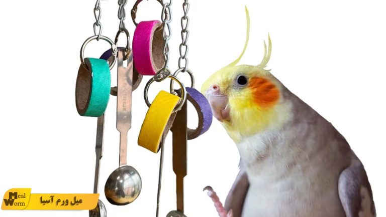 اسباب بازی برای عروس هلندی