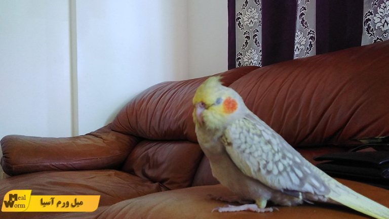 افسردگی عروس هلندی