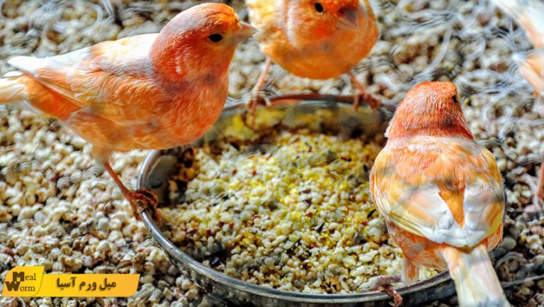 تغذیه قناری