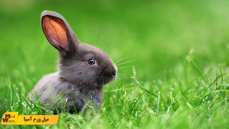 میل ورم برای خرگوش