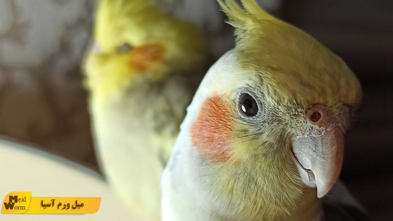 تاثیر آب و هوا بر زندگی عروس هلندی