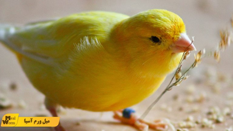غذا برای قناری