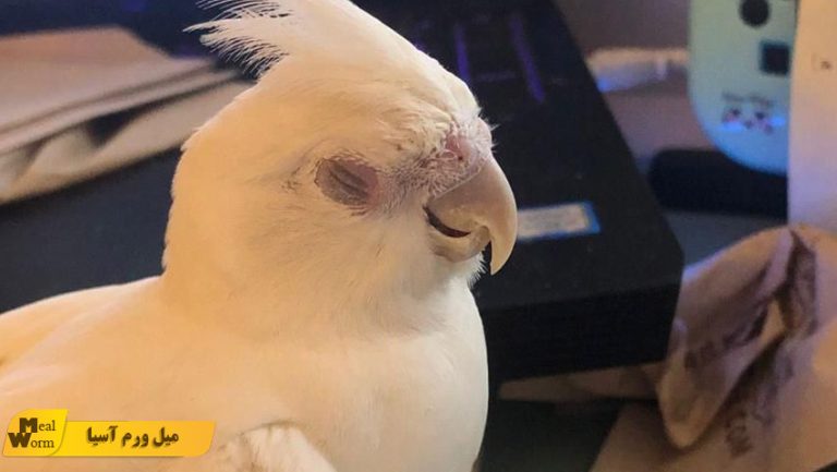 عفونت چشم عروس هلندی