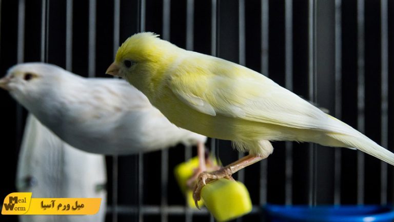 جنسیت قناری