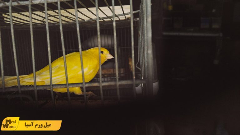 پرریزی قناری