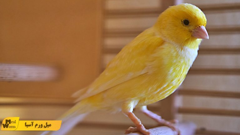 اصول تربیت قناری