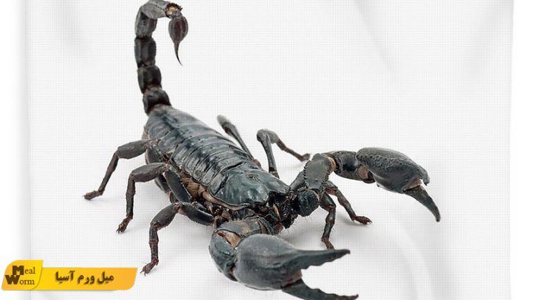 عقرب امپراطور