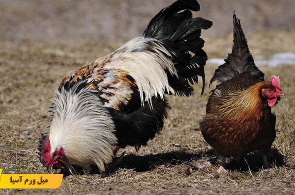 حقایقی جالب درباره مرغ و خروس